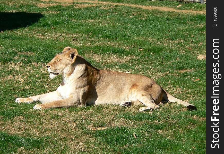 Lioness relaxing in the grass