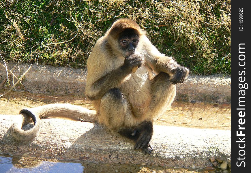 Monkey eating food at a zoo