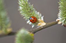 Ladybirds - Coccinellidae Stock Photography