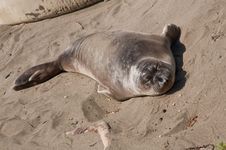 Elephant Seal Stock Photos