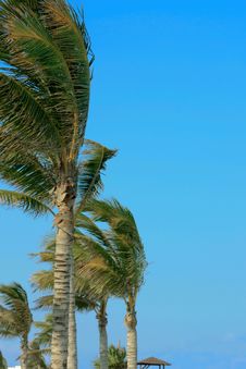 Palm Tree In The Wind Stock Image Palm Tree In The Wind Stock Image