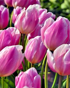 Pink Tulips In Spring Stock Photo Pink Tulips In Spring Stock Photo