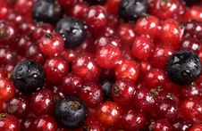 Red Currant And Black Currant Stock Image Red Currant And Black Currant Stock Image
