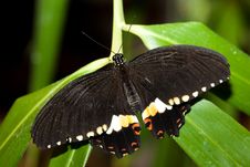 Papilio Polytes, Common Mormon Royalty Free Stock Photography Papilio Polytes, Common Mormon Royalty Free Stock Photography