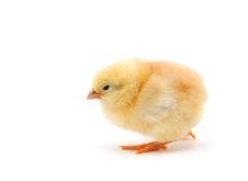 Chicken Royalty Free Stock Images