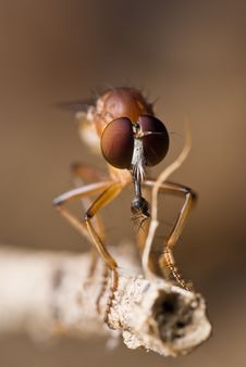 Robber Fly With Its Prey Royalty Free Stock Images Robber Fly With Its Prey Royalty Free Stock Images