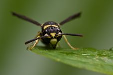 Wasp Stock Images