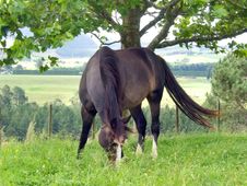 Black Horse Grazing Royalty Free Stock Images Black Horse Grazing Royalty Free Stock Images
