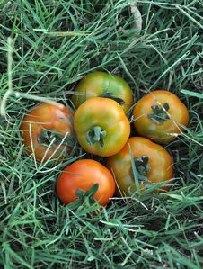 Tomato Stock Image Tomato Stock Image