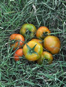 Tomato Stock Photography Tomato Stock Photography