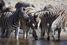 Zebras Drinking At A Waterhole Stock Photo Zebras Drinking At A Waterhole Stock Photo