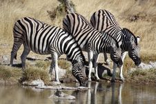 Zebras Drinking At A Waterhole Royalty Free Stock Images Zebras Drinking At A Waterhole Royalty Free Stock Images