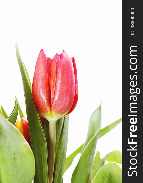 Bouquet Of Tulip