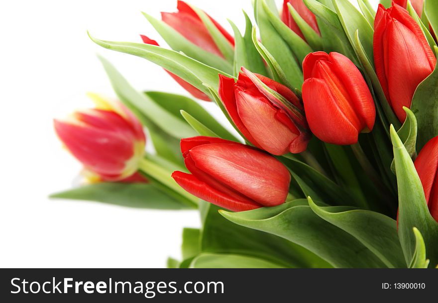 Bouquet of tulip on a white background