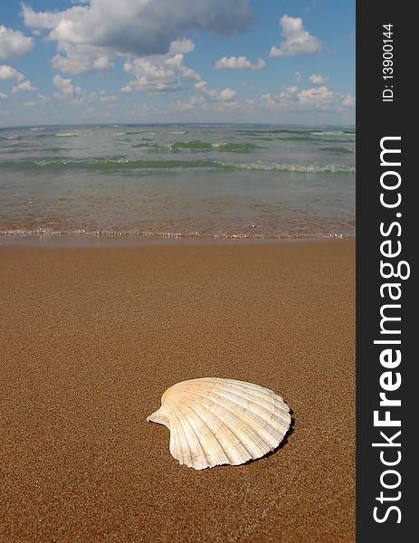 Background with seashell on sand