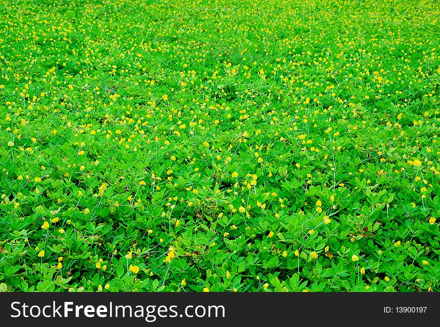 Horizontal full yellow flower field.