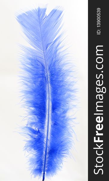 Feather of the bird blue on white background