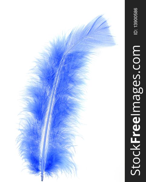 Feather of the bird blue on white background
