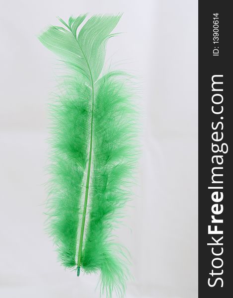 Feather of the bird green on white background