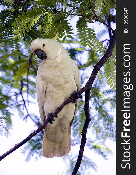 Cockatoo On A Tree