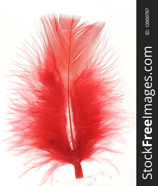 Feather of the bird red on white background