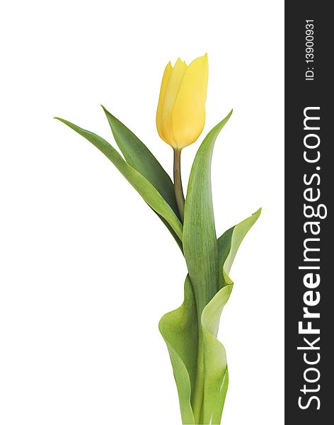 Yellow tulip isolated on white background. Path included. Yellow tulip isolated on white background. Path included