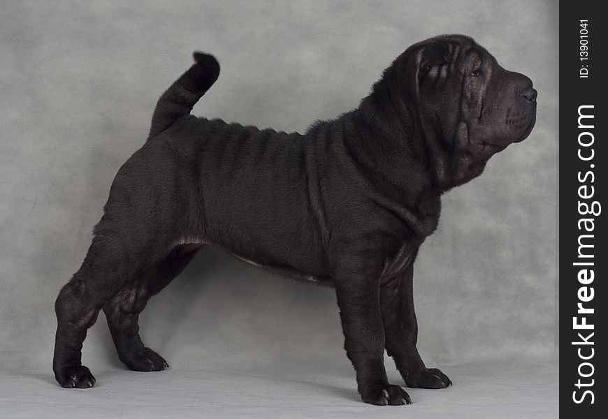 Shar-pei