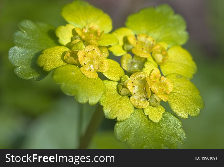 Spleen herb - Chrysosplendium alternifolium - Macro - Nikon D90 Camera