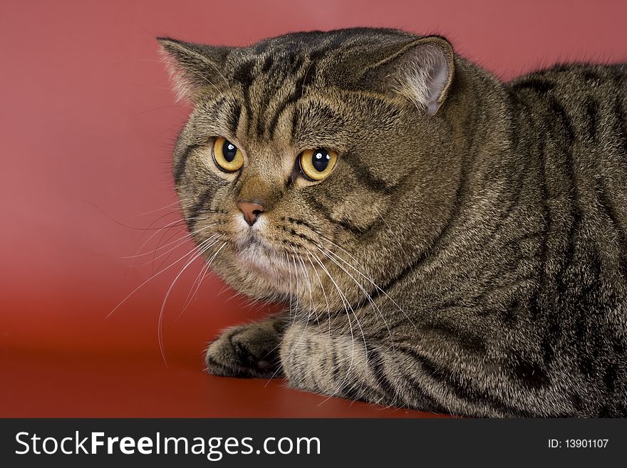 British short-hair cat animals feline. British short-hair cat animals feline