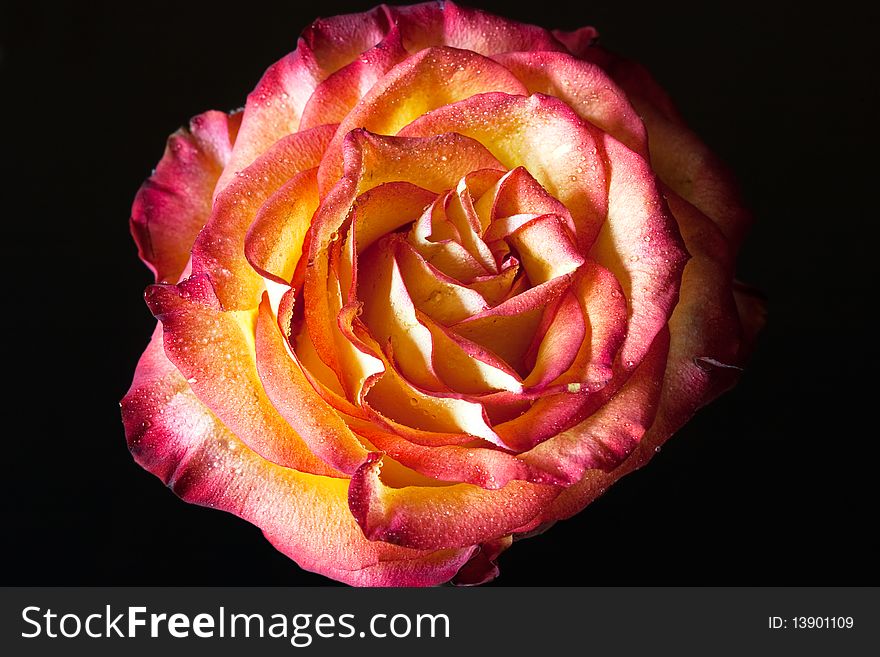 Red-yellow rose isolated in a dark background. Red-yellow rose isolated in a dark background.