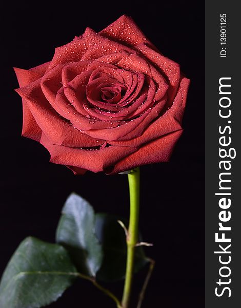 Red rose isolated in a dark background.
