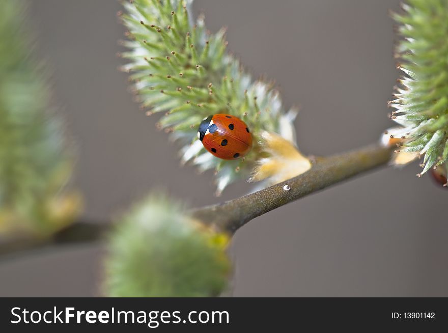 Ladybirds - Coccinellidae