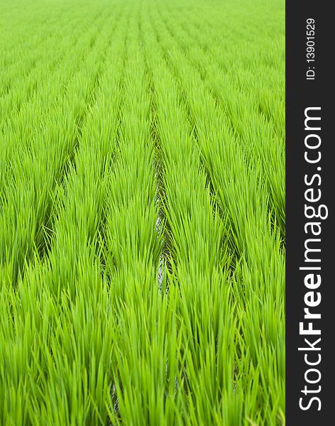 Green Rice Field