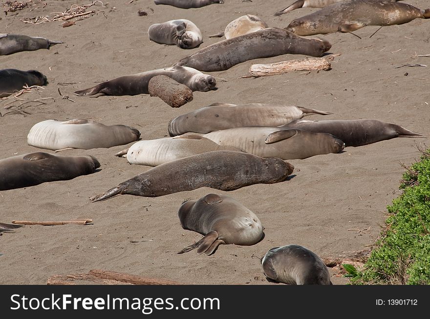 A group of elephant seals resting on the beach in CA USA