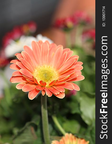 Macro shot of a blossoming orange coloured gerbera flower. Centered. Macro shot of a blossoming orange coloured gerbera flower. Centered.