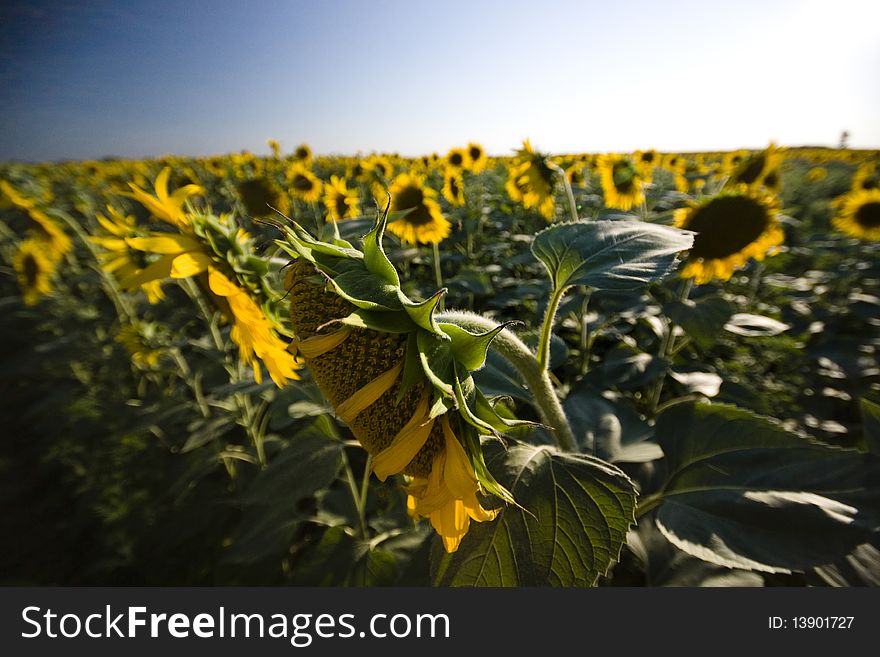 Sunflowers lift the heads to a rising sun