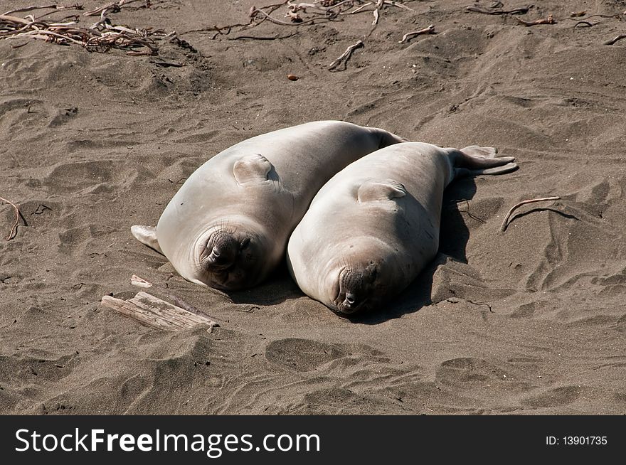 A pair of elephant seals resting on the beach together