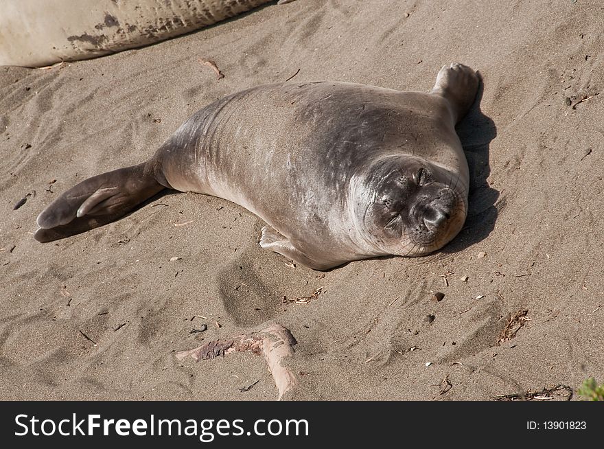 A single young elephant seal sleeping on the beach