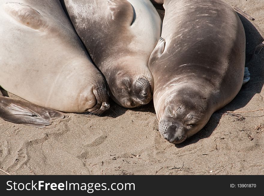 Three elephant seals resting together on the beach