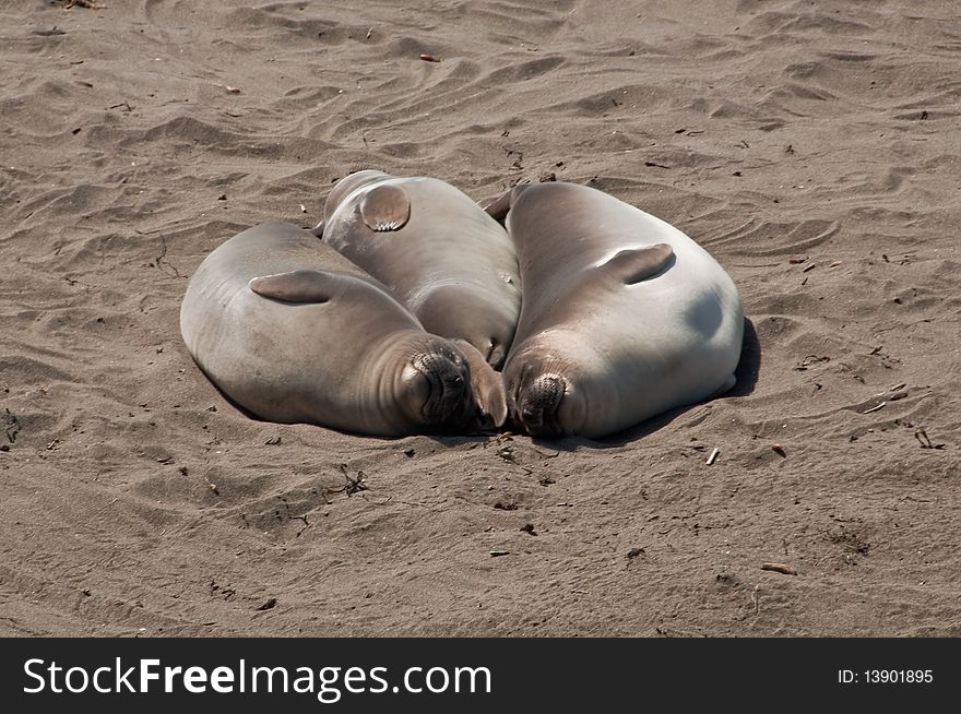 Three elephant seals resting on the beach