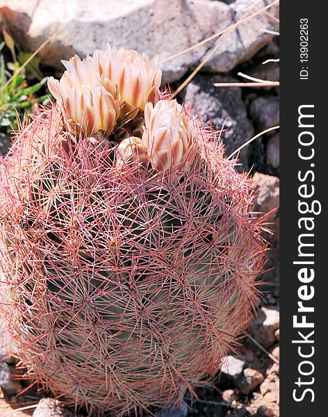 A barrel cactus blooming in the desert next to deming new mexico