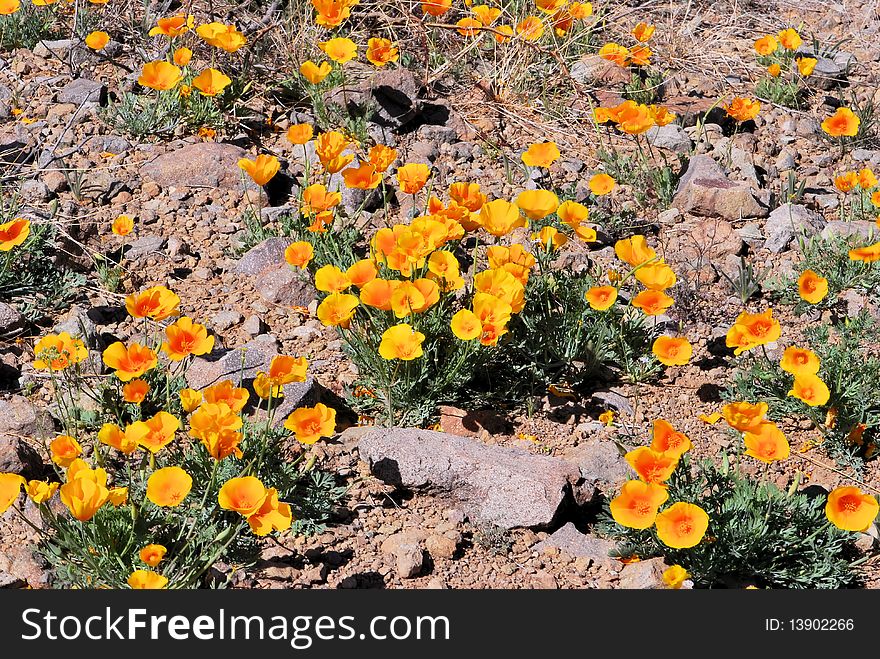 These  flowers can grow among rocks and desert. These  flowers can grow among rocks and desert
