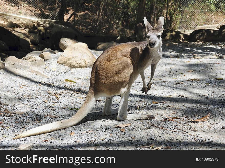 Funny Kangaroo in Cairns, Australia