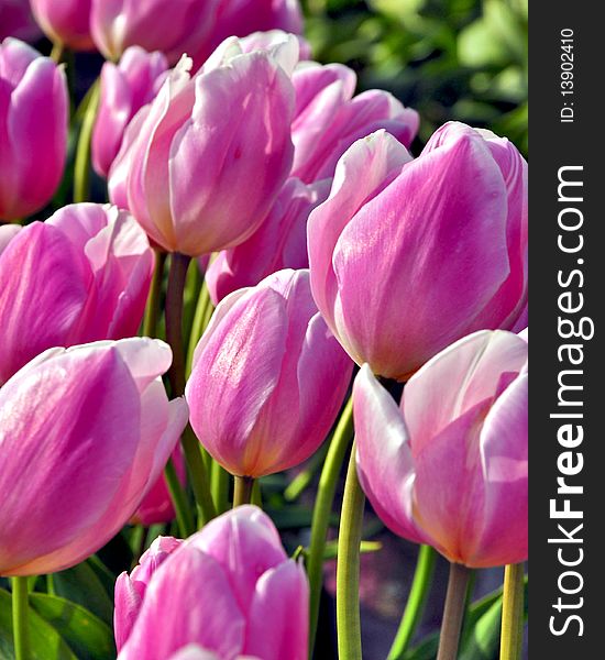 Pink tulips in full bloom close up. Pink tulips in full bloom close up