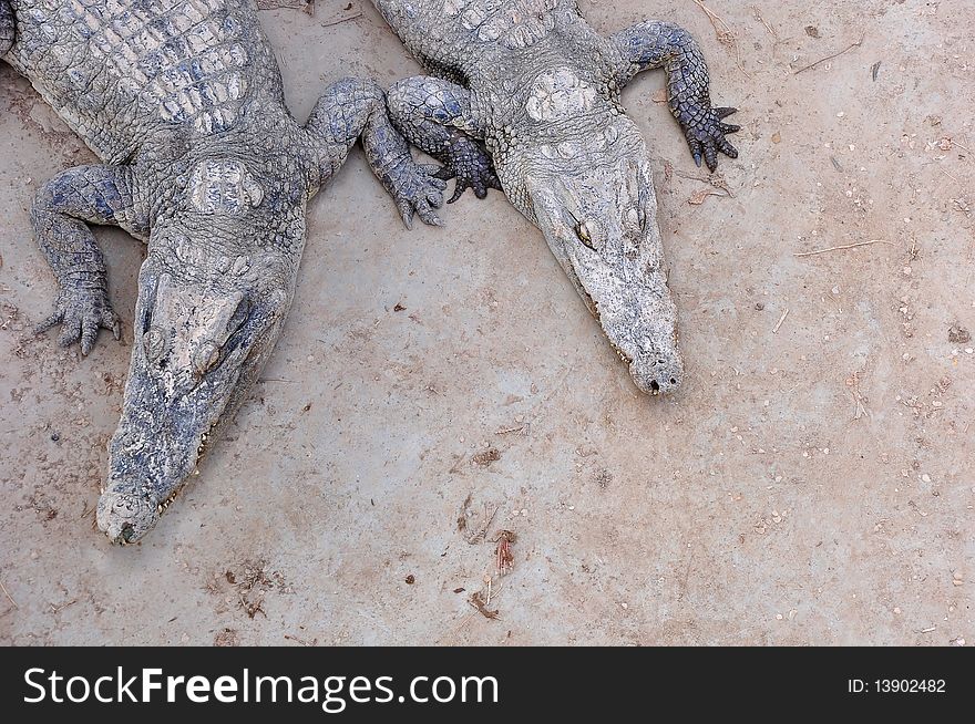 Two siamese crocodiles sunning themselves under a hot afternoon sun in Thailand. Two siamese crocodiles sunning themselves under a hot afternoon sun in Thailand.