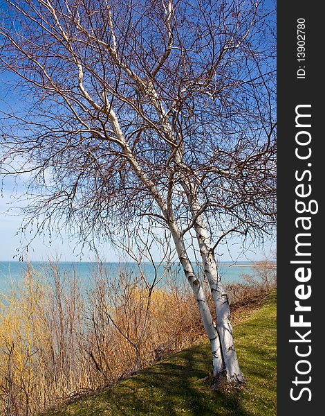 Beautiful bare white bark tree growing on the banks of Lake Erie with blue sky and lake in background. Beautiful bare white bark tree growing on the banks of Lake Erie with blue sky and lake in background.