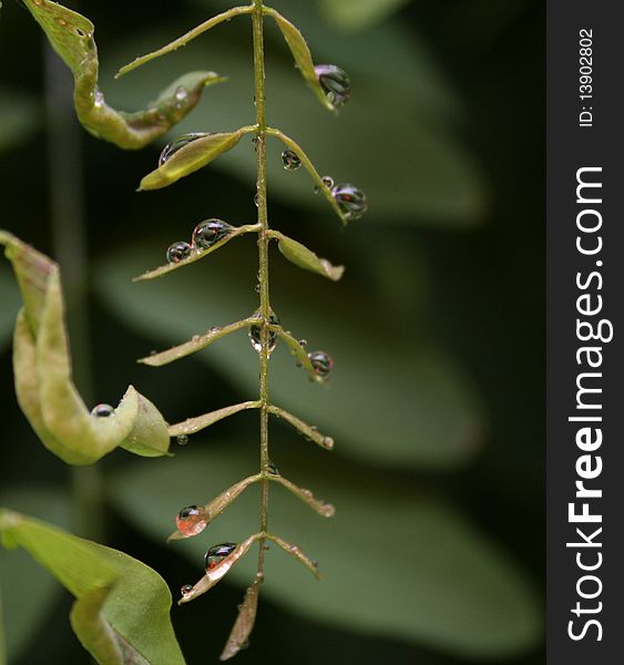 Water drops on plant with Acacia in background.