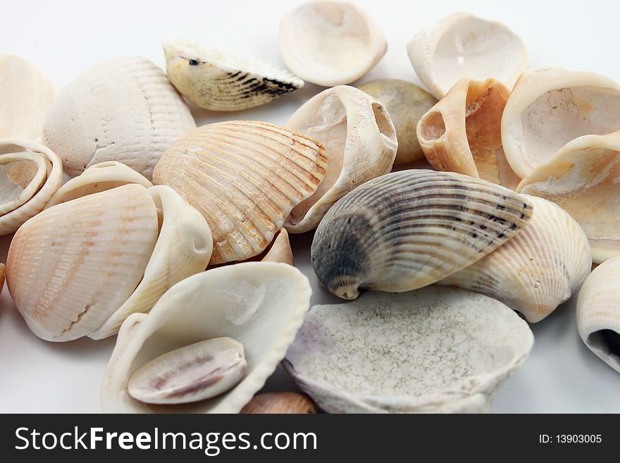 Closeup of shells arranged over a white background