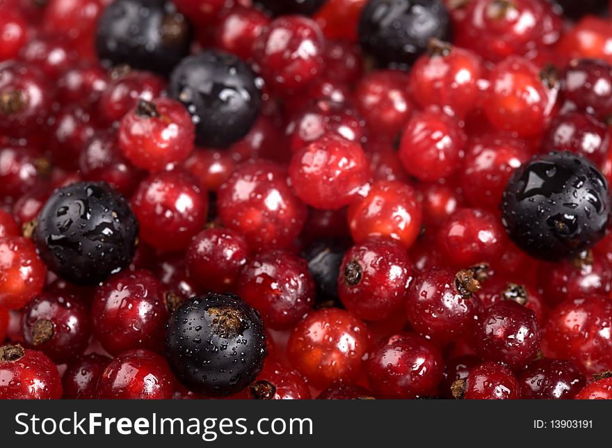 Red currant and black currant with drops of water