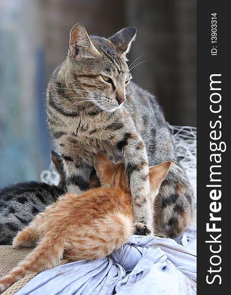 Protective cat guarding while kittens eating